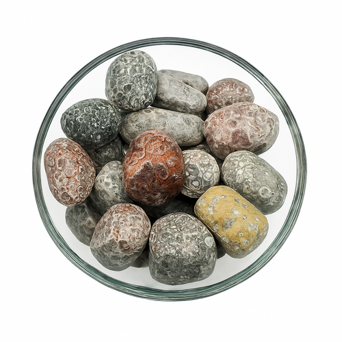 Polished Fossil Coral Stones – Natural Crystal Display in Glass Bowl