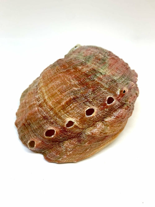 Muschel-Räucherstäbchenhalter